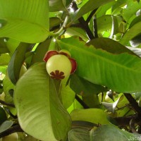 Garcinia mangostana L.